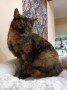 Foxy (2)7
